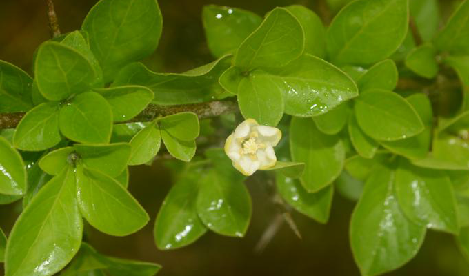  p>假虎刺(学名:carissa spinarum)是 a href="#" data-lemmaid="