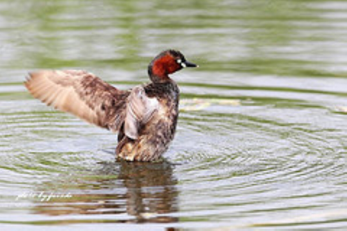 是      目      科小      属鸟类,又名水葫芦,王八鸭子,油鸭