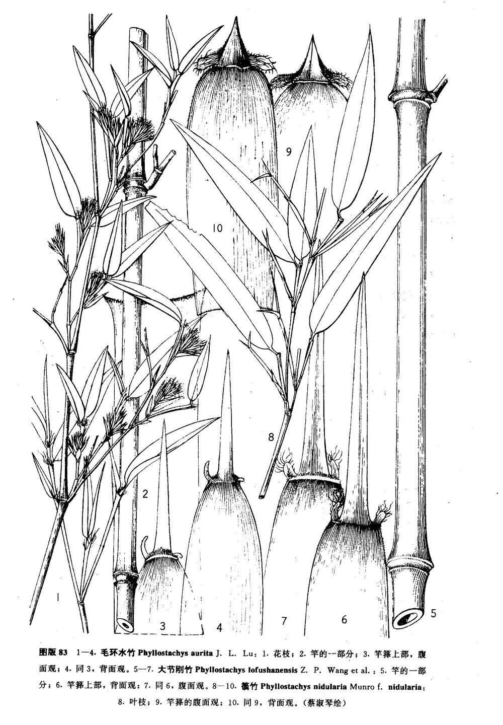  p> a target="_blank" href="/item/大节刚竹/2592687" data-lemmaid