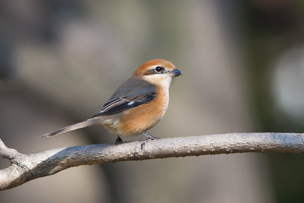  p>牛头伯劳(学名: i>lanius bucephalus /i> temminck et schlegel)