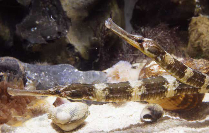  p>拟海龙,又称"棘海龙",为 a href="#" data-lemmaid="2520993">辐鳍