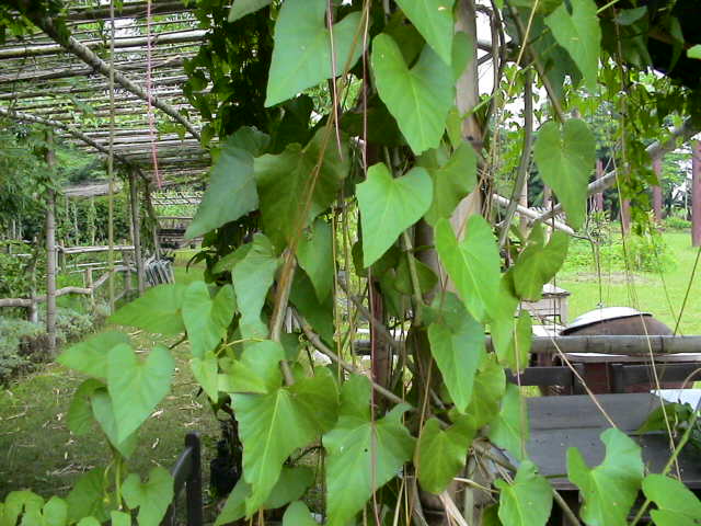  p>锦屏藤(学名: i>cissus sicyoides /i> l.