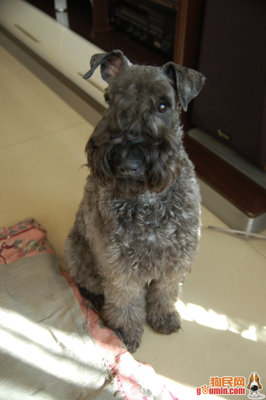  p>凯利蓝梗又称 a href="#" data-lemmaid="544724">爱尔兰梗 /a>是 