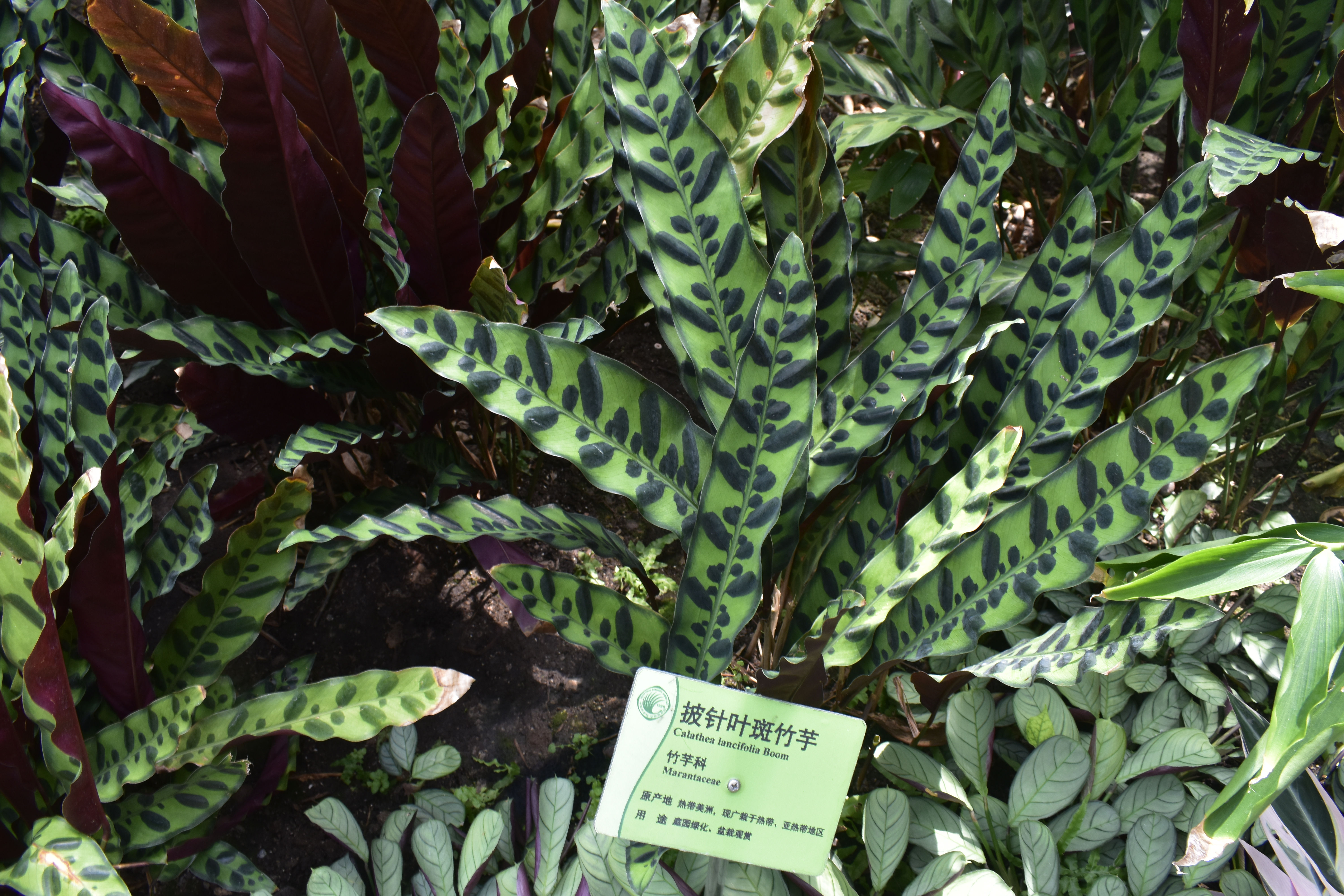 斑马竹芋