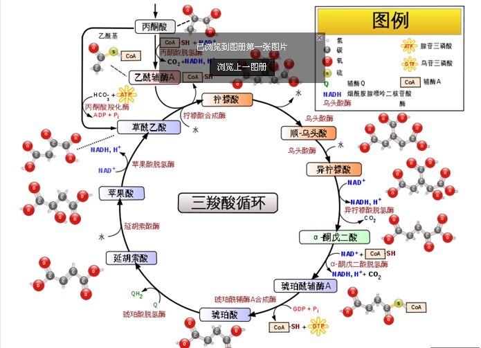 三羧酸循环