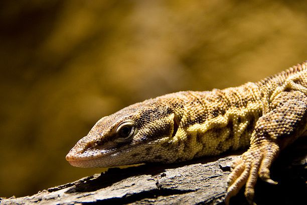  p>刺尾巨蜥(学名: i>varanus primordius /i>)是 a href="#" data