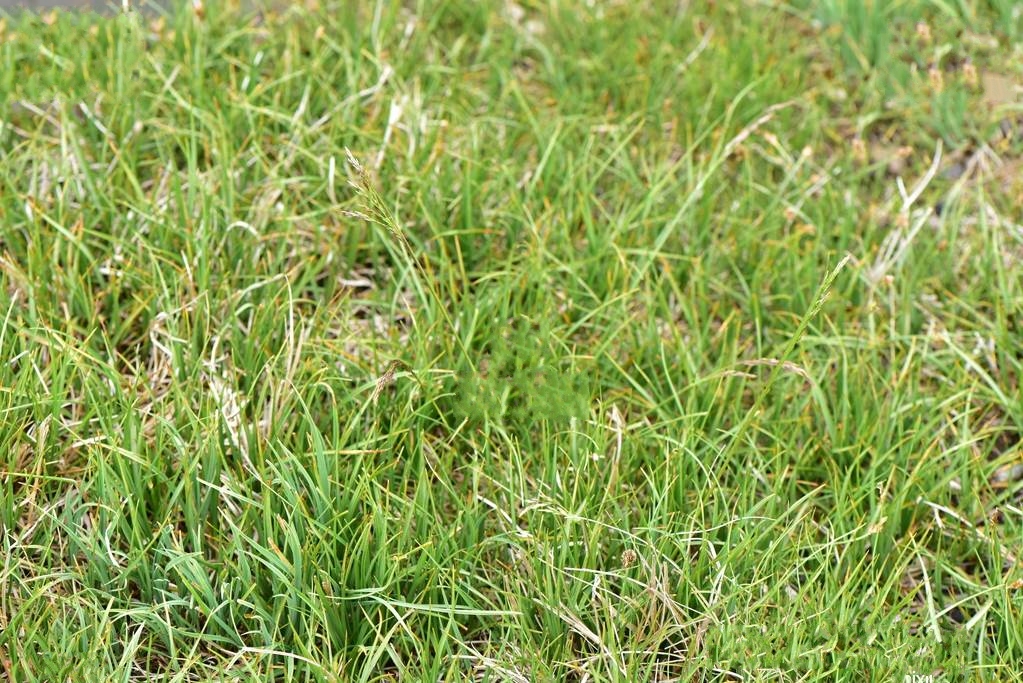  p>发草(学名: i>deschampsia cespitosa /i>(l.) p. beauv.