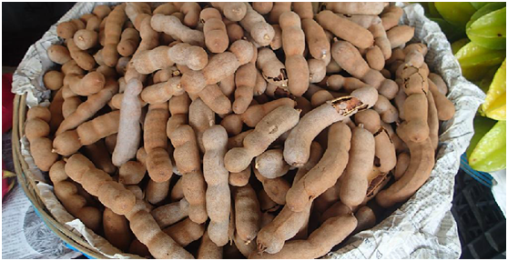  p>罗望子,中药名.为豆科酸豆属植物酸豆 i>tamarindus indica  /i>l.