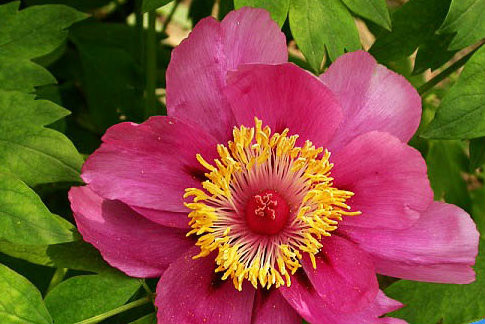  p>四川牡丹(拉丁学名:paeonia szechuanica)别名是木芍药.