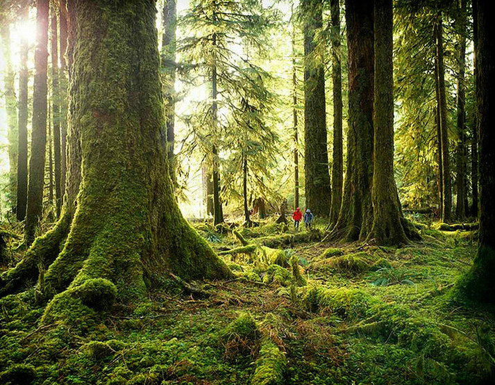 太平洋海岸雨林
