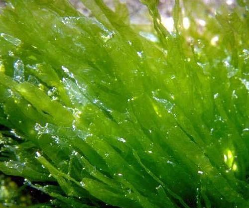 是一种全球广布的海洋微型藻类,它是海洋初级生产力的重要贡献者,具有