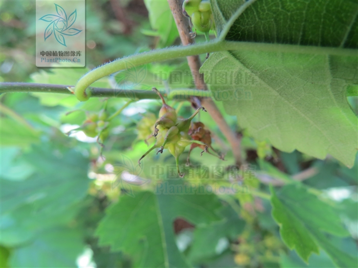 corner)是 a href="#" data-lemmaid="8634988">桑科 /a>构属的植物