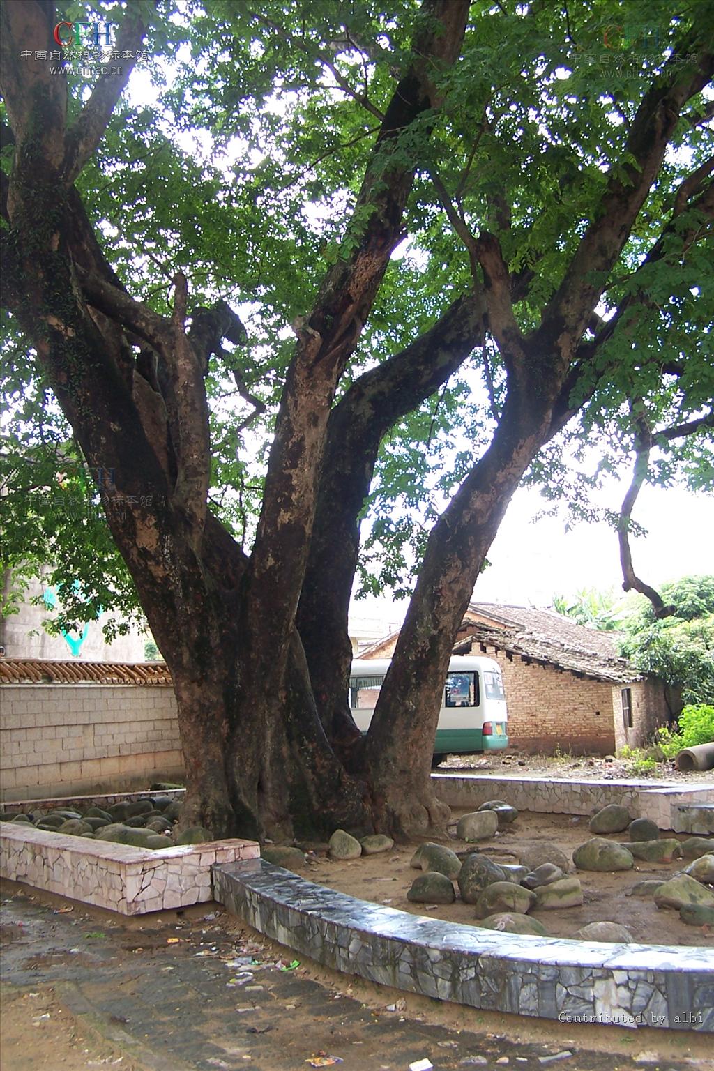  p>缅茄属(学名:afzelia smith)是 a target="_blank" href="/item