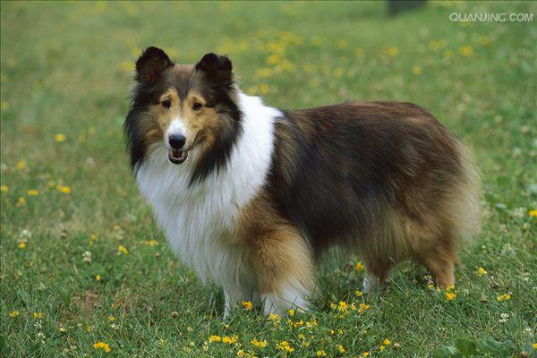 shetland sheepdog