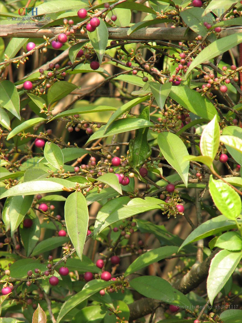  p>针齿铁仔(拉丁学名: i>myrsine semiserrata wall /i>),为 a href=