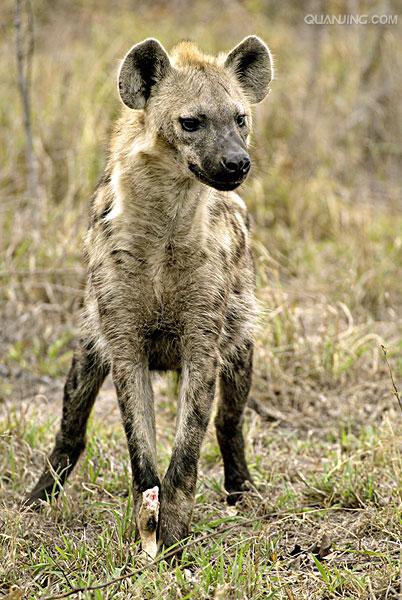  p>斑鬣狗(学名: i>crocuta crocuta /i>):又名斑点鬣狗,体长约95-160