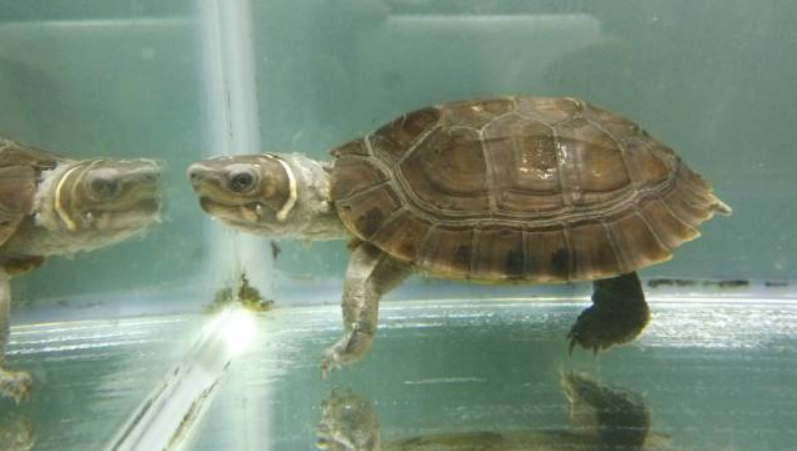  p> a href="#" data-lemmaid="2793629">雷岛东方龟 /a>(siebenrocki