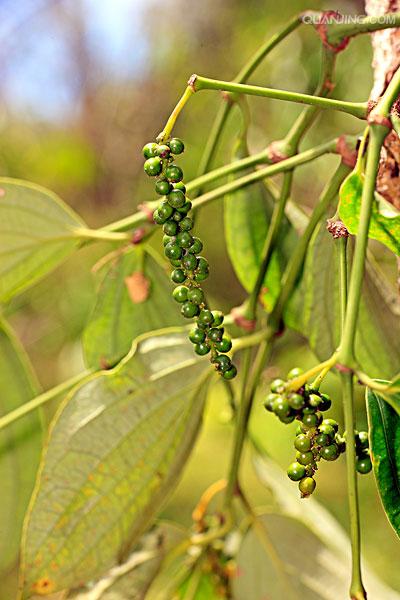  p data-id="txtusbmumxsq">黑胡椒,胡椒科胡椒属的多年生木质藤本