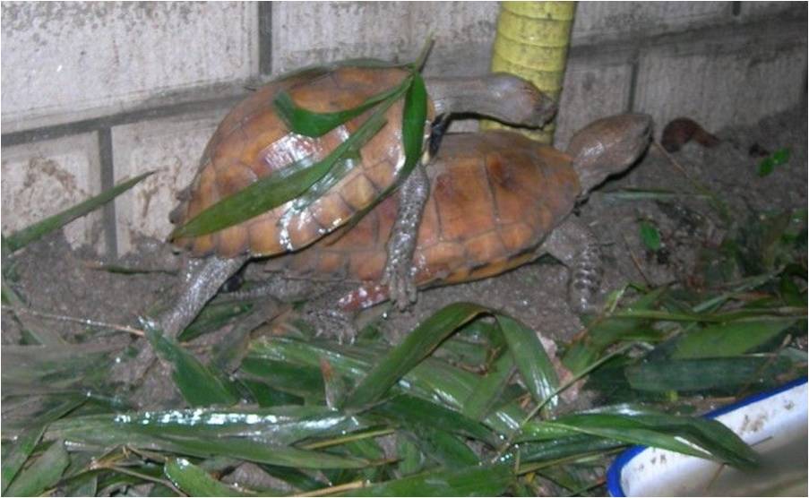  p>锯缘闭壳龟(学名: i>cuora mouhotii /i>)是龟科,闭壳龟属动物.