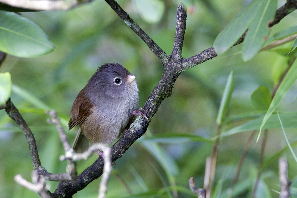  p>暗色鸦雀(学名: i>sinosuthora zappeyi /i>)是莺科,鸦雀属小型