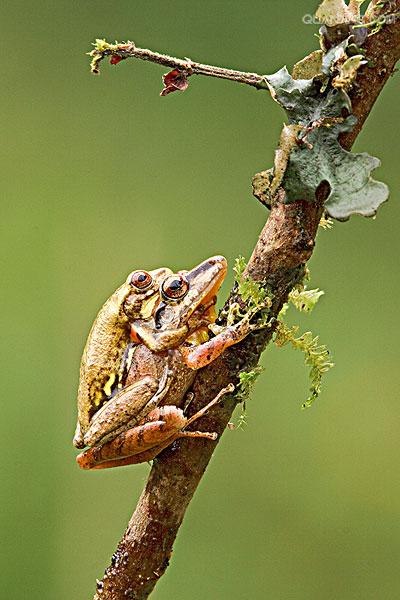 p>树蛙,无尾目树蛙科的1属,体多细长而扁,后肢长,吸盘大,指,趾间有