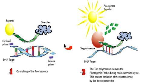 微小RNA_百度百科