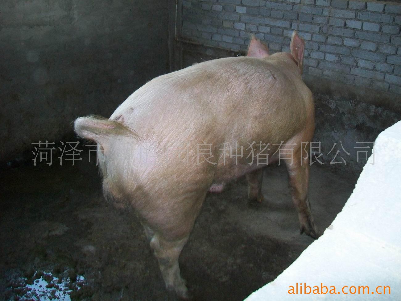  p data-id="gnbtwxpfiu">大约克猪大白猪又称为 a target="_blank"