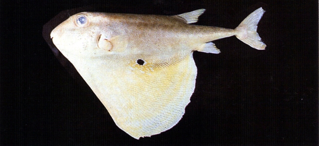  p>三齿鲀(学名:triodon macropterus)为鲀形目三齿鲀科三齿鲀属下的