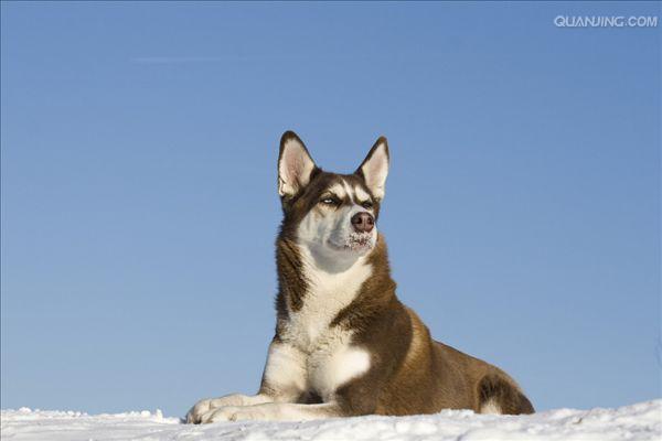西伯利亚雪橇犬