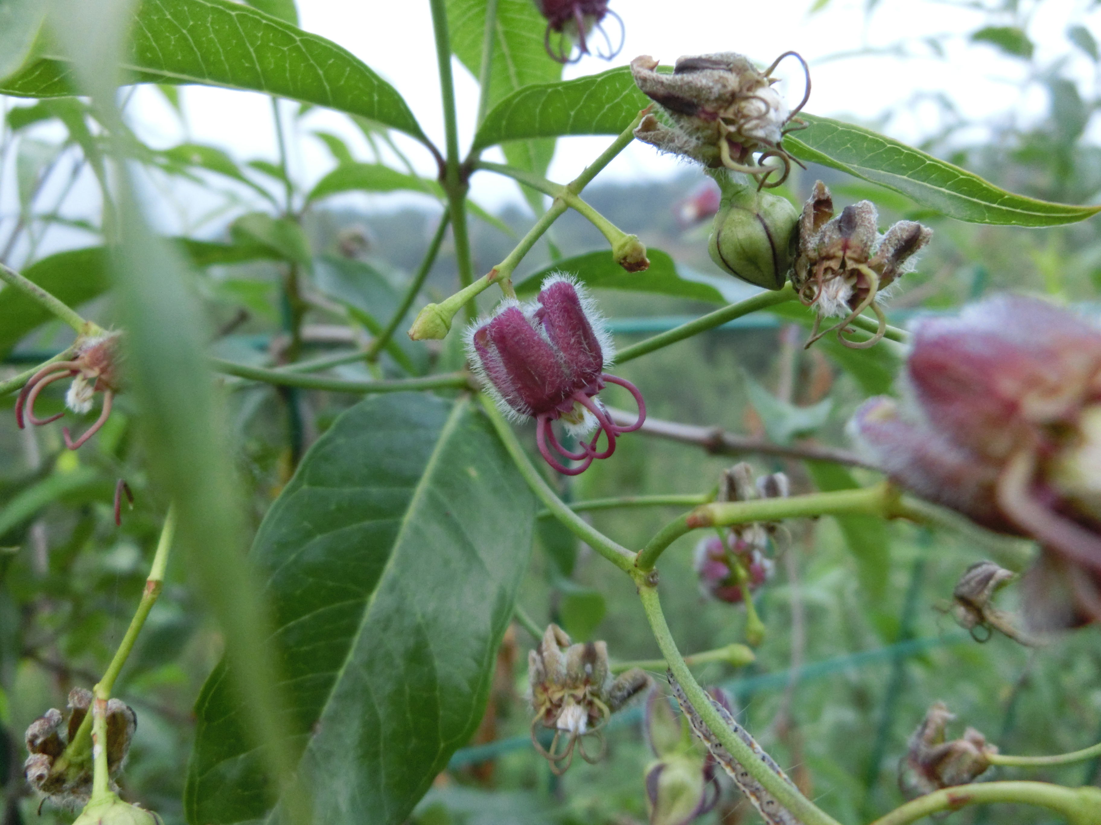 periploca sepium bunge