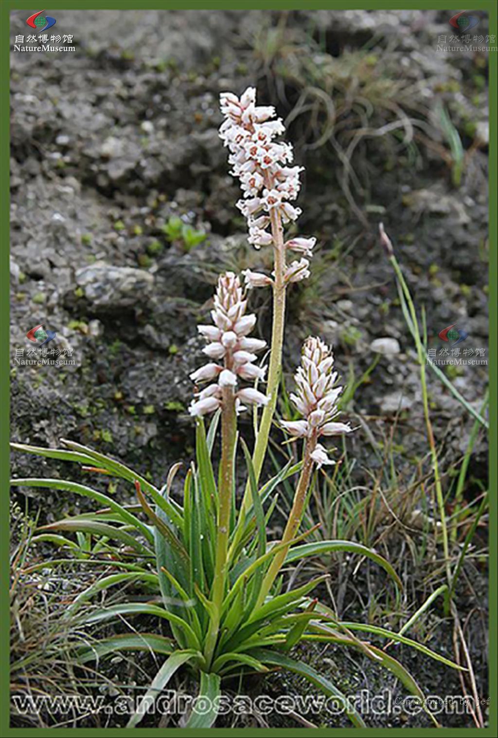  p>肺筋草属(学名: i>aletris /i> l.