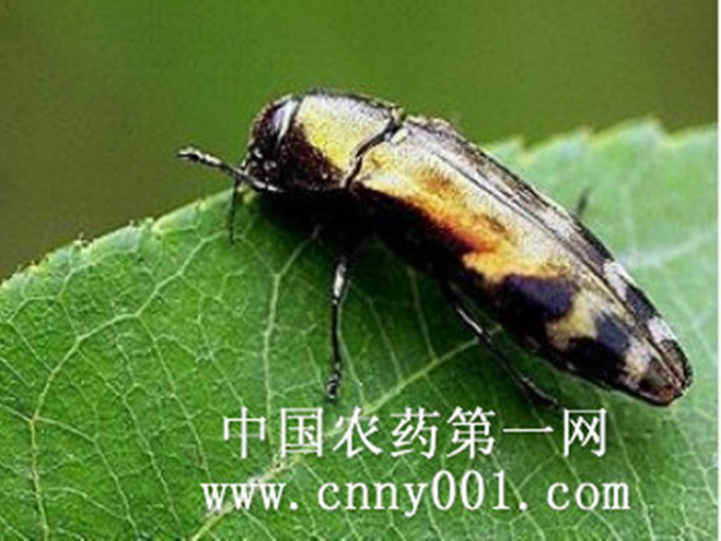 agrilus lewisiellus kere