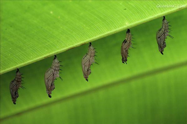 heliconius melpomene