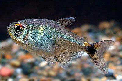  p>小鳍尾灯鱼为 a href="#" data-lemmaid="5051008">灯笼鱼科 /a> a