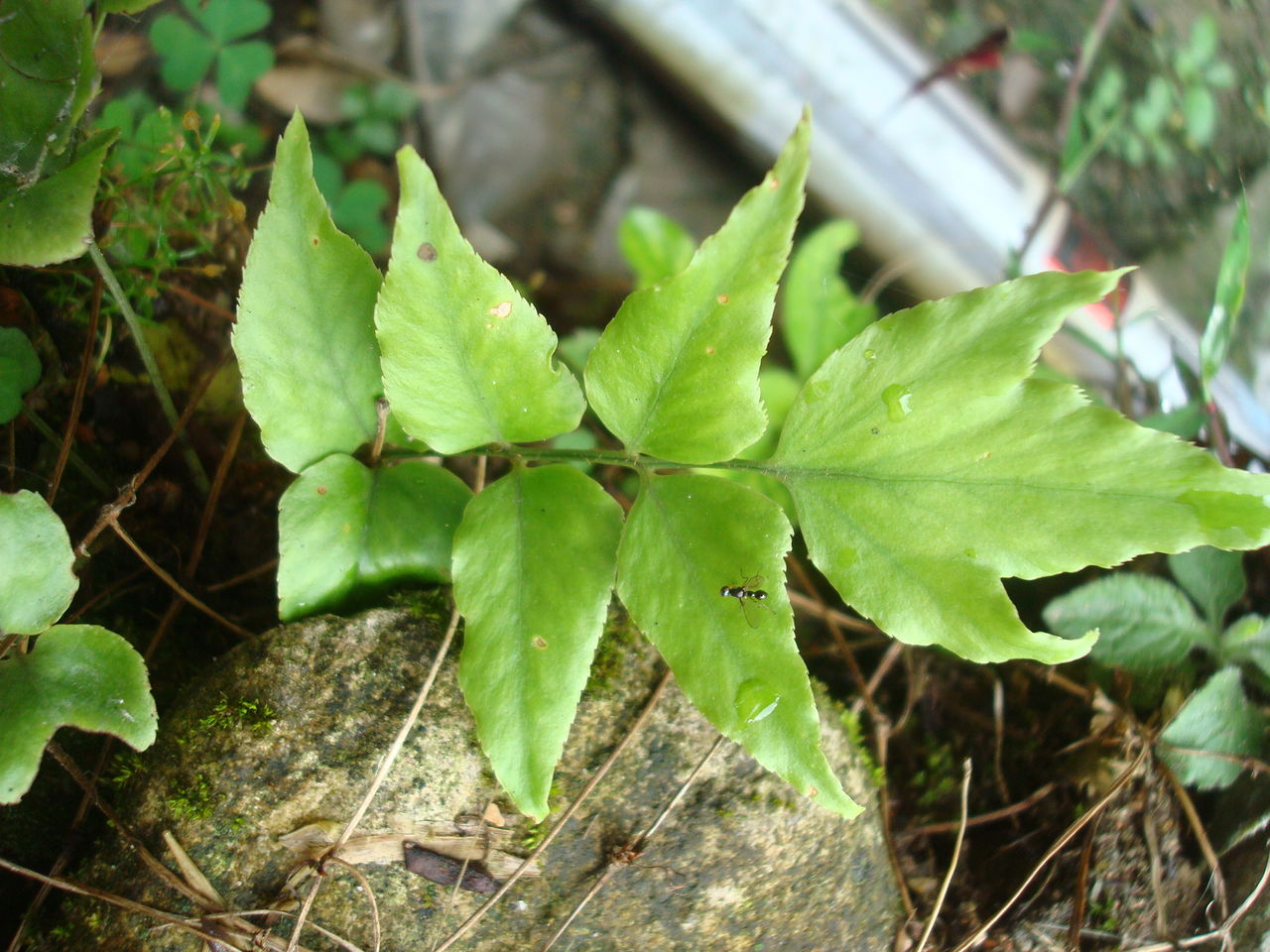  p>贯众属(学名:cyrtomium presl)是鳞毛蕨科下一个属,贯众属约50种