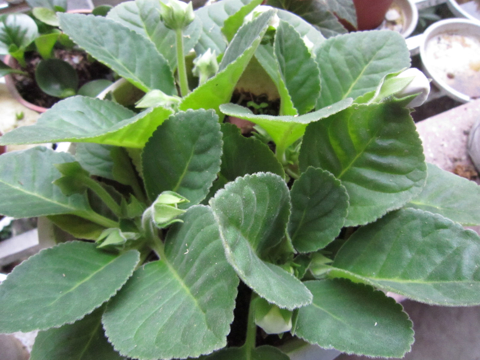 hiern)是苦苣苔科,大岩桐属多年生 a href="#">草本 /a>,块茎扁俏形