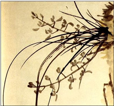 《题画兰》是清代 a target="_blank" href="/item/郑燮/615852" data