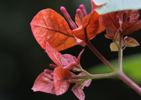 给三角梅一点照顾 它就能还一片花海 百科ta说