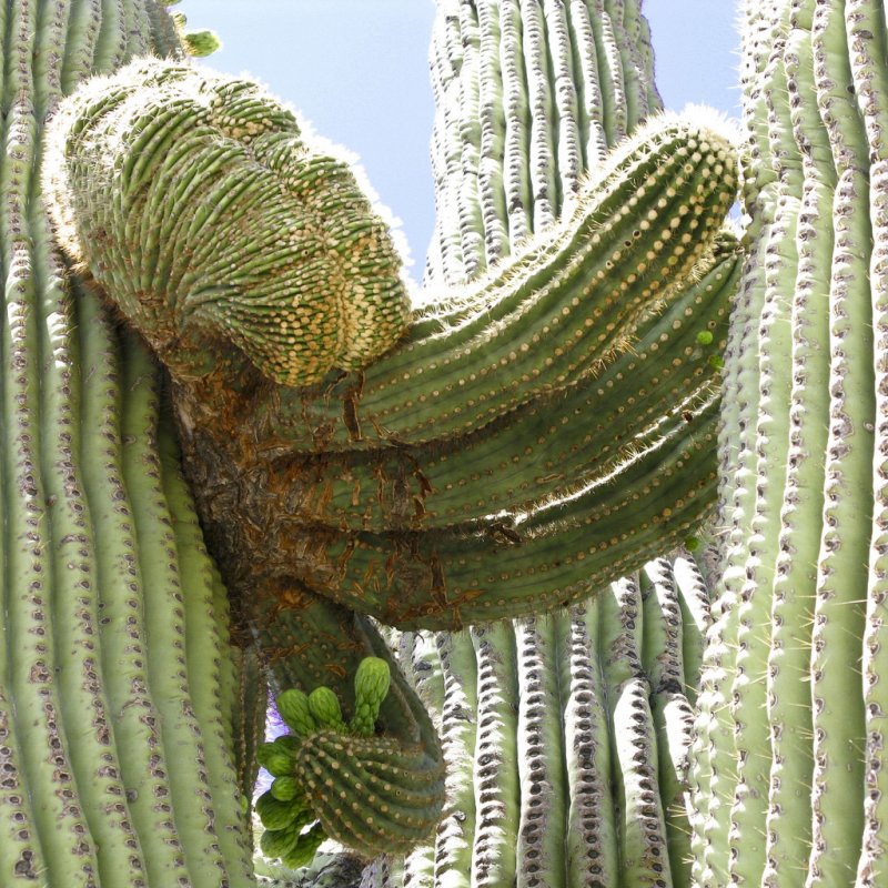  i>carnegiea gigantea /i>):是仙人掌科,巨人柱属中唯一的 a target=