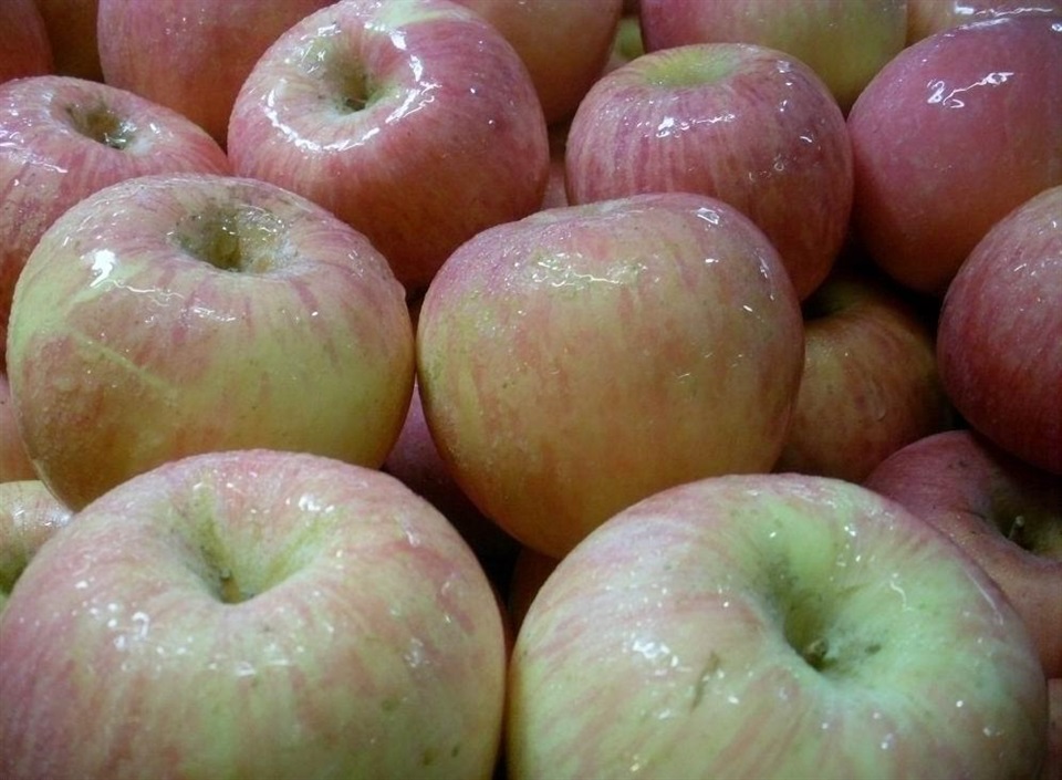 延庆国光苹果