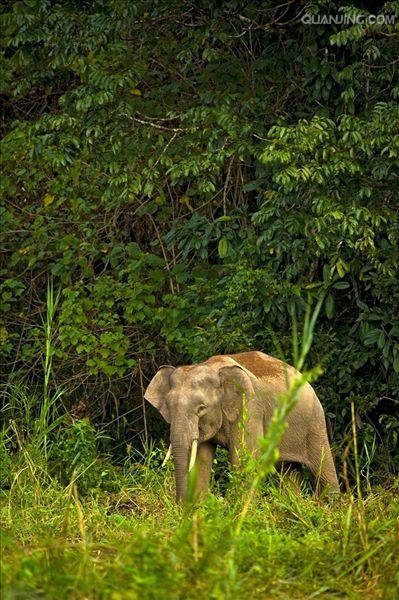 婆罗洲侏儒象