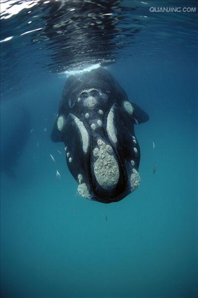  p>南露脊鲸(学名: i>eubalaena australis /i>)是露脊鲸科,露脊鲸属