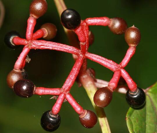  p>青紫葛(学名: i>cissus javana  /i>dc.