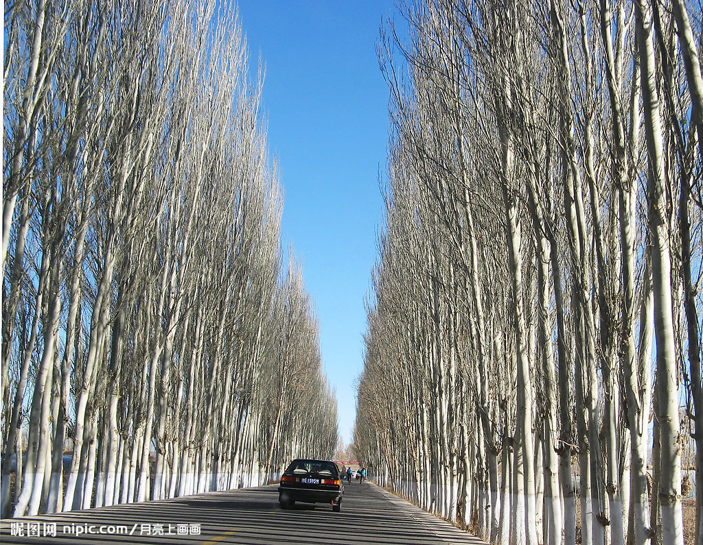 白杨是中国工程院院士, a target="_blank" href="/item/北京林业大学