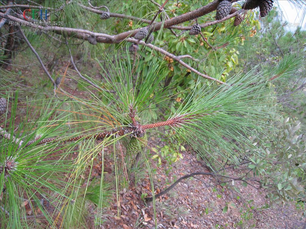 是松科松属的乔木,高可达30米.