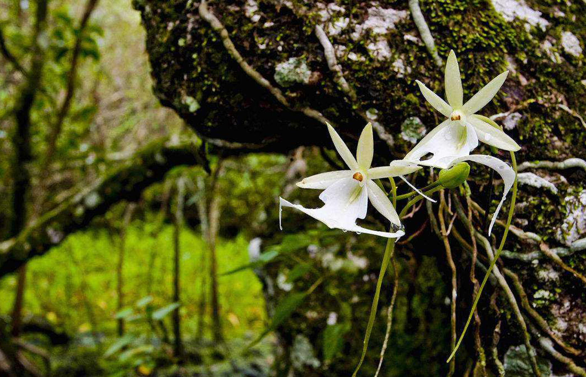 dendrophylax lindenii