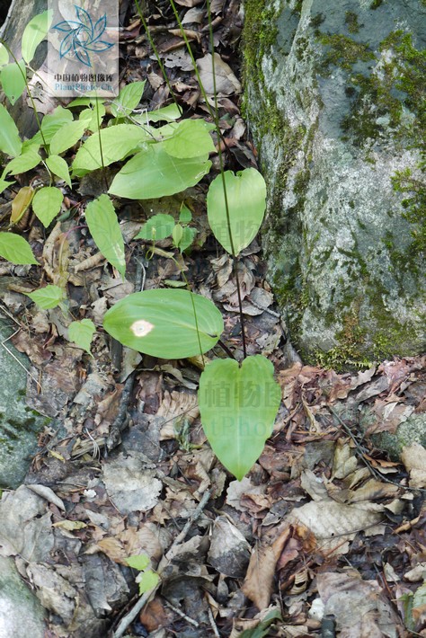  p> b>卵叶韭 /b>(学名: i>allium ovalifoli