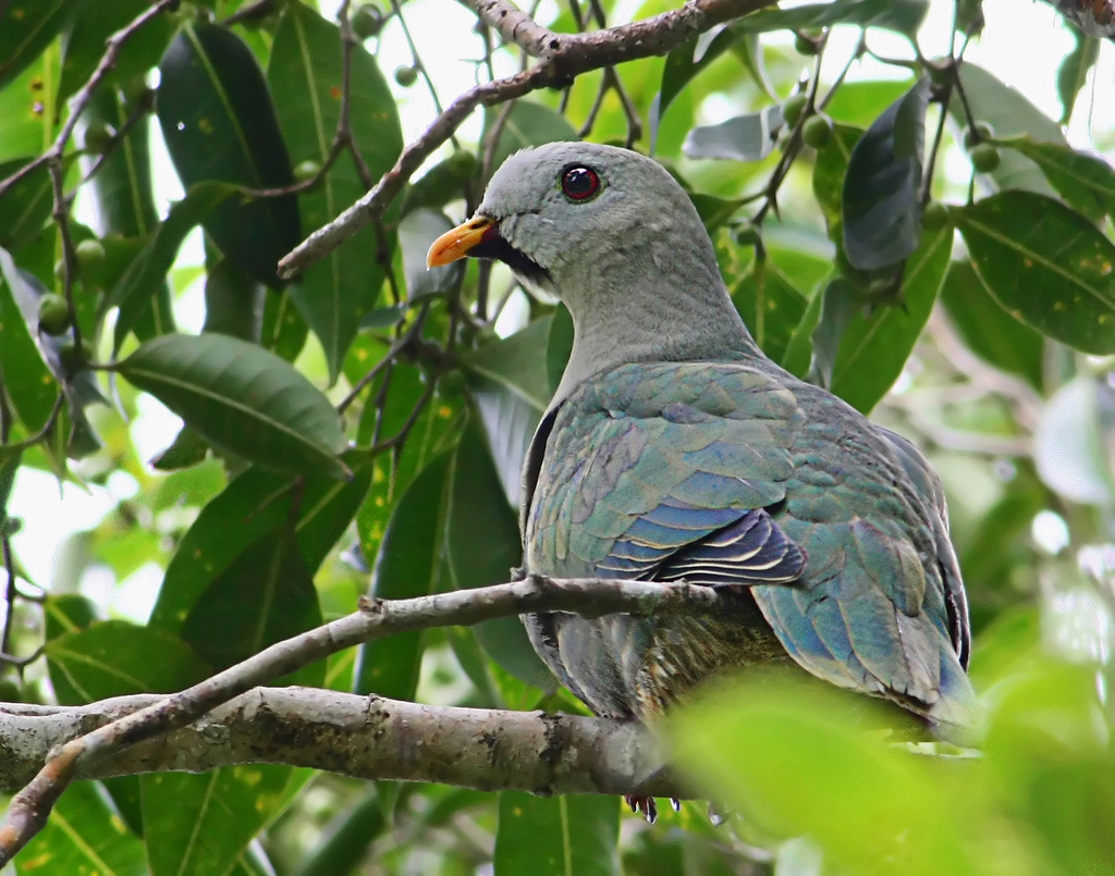  p>黑颏果鸠(学名: i>ramphiculus leclancheri /i>):体长28-29厘米.