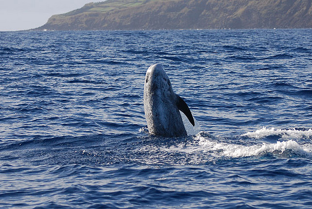  p>灰海豚(学名:grampus griseus).
