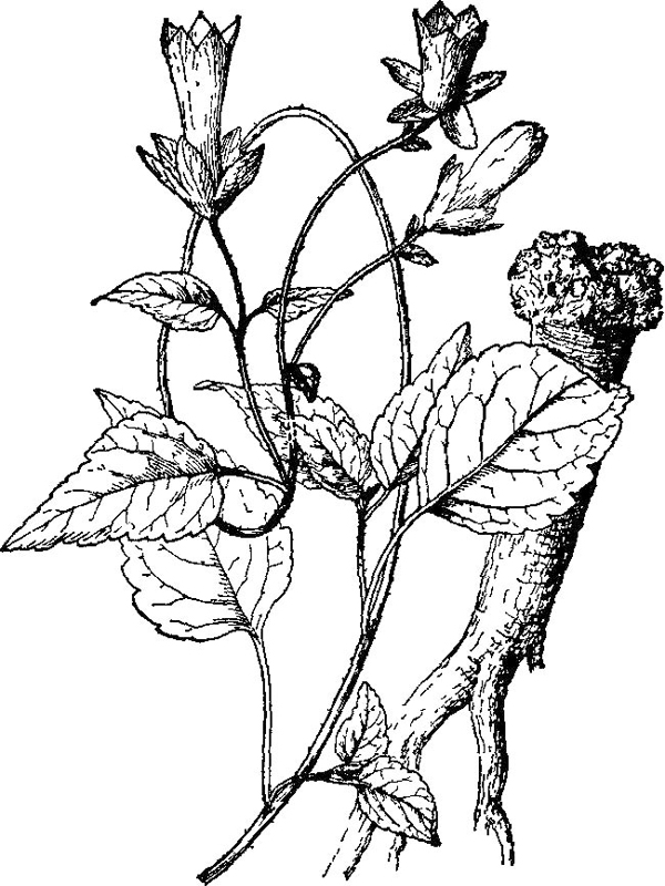 >),桔梗科,党参属有 a href="#" data-lemmaid="259421">乳汁 /a>的 a